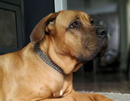 Rassensuche Cane Corso Italiano-Beitrag-Bild