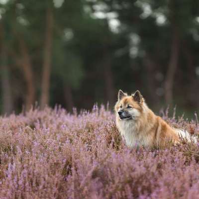 Tierfotografen-Schnutenkunst Tierfotografie-Bild