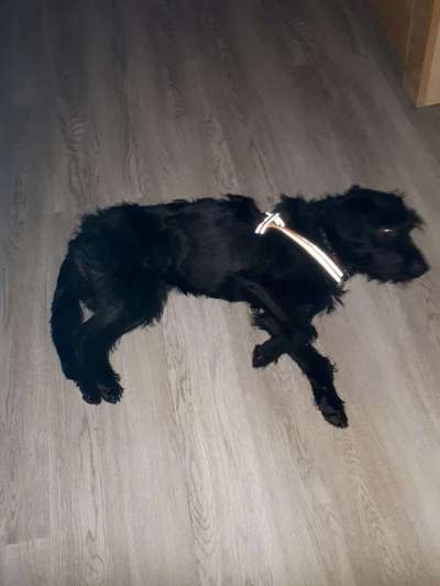 Tierschutzhund ist meine Lieblingsrasse-Beitrag-Bild