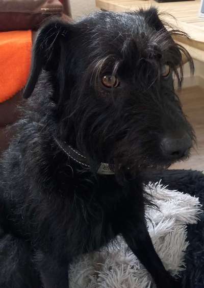 Die Dogorama Wochen Challenge-Beitrag-Bild