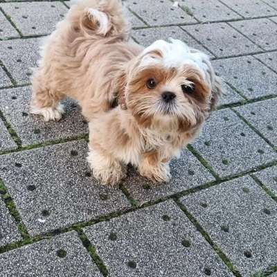 Hundetreffen-Nala sucht Freunde zum kennenlernen-Bild