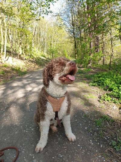 Die Dogorama Kalender Challenge 4/4-Beitrag-Bild