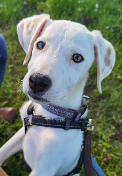 Welpen Bilder !-Beitrag-Bild