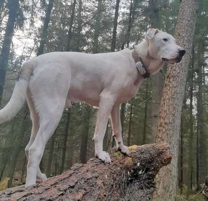 Wie heißt dein Hund?-Beitrag-Bild