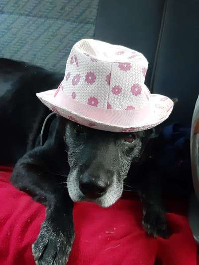 Die Dogorama Kalender Challenge 4/4-Beitrag-Bild