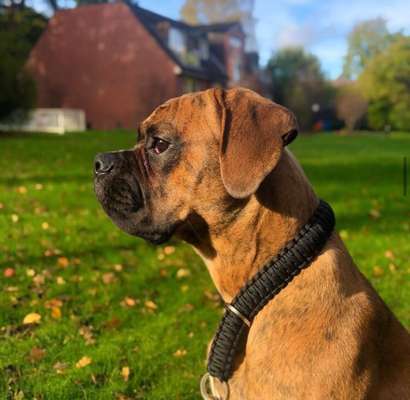 Hundetreffen-Gassi gehen-Bild