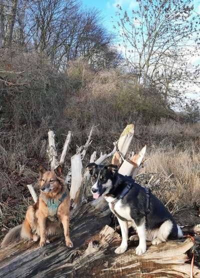 Hundetreffen-Tobe und Trainingsrunde-Bild