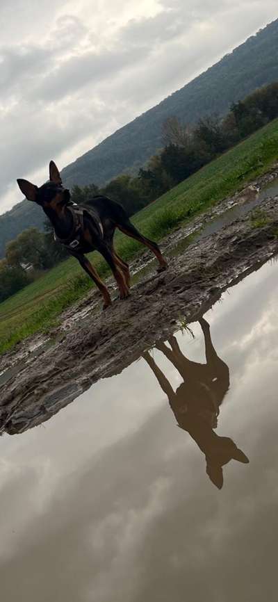 Hundetreffen-Spielgefährten-Bild