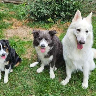Hundetreffen-Training & Gassi-Bild
