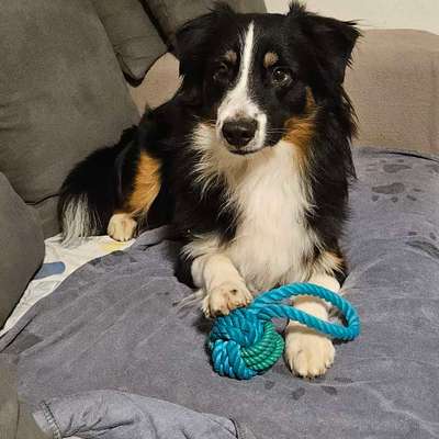 Hundetreffen-Social Walk / gemeinsam Trainieren-Bild