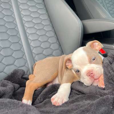 Hundetreffen-Welpentreff Englischer Garten-Bild