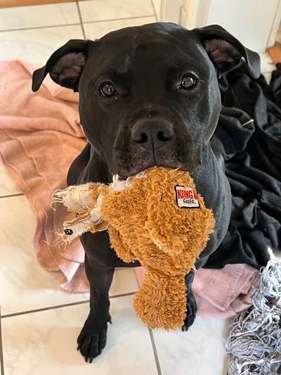 Freunde von 'Kampfhunden'-Beitrag-Bild