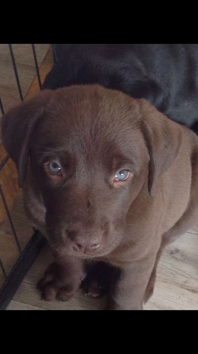 Welpen Bilder !-Beitrag-Bild