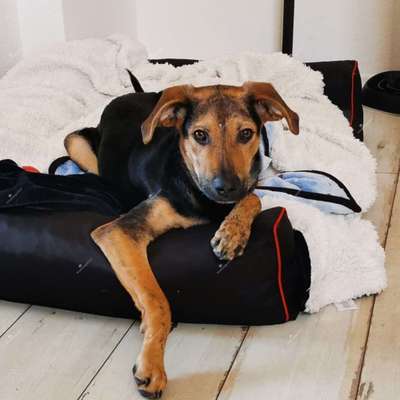 Hundetreffen-Spielfreunde gesucht-Bild