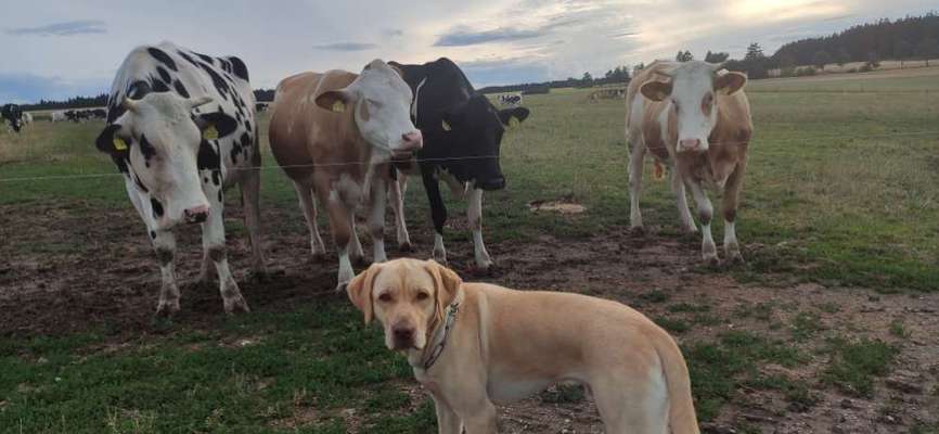 155. FotoChallange * David und Goliath *-Beitrag-Bild