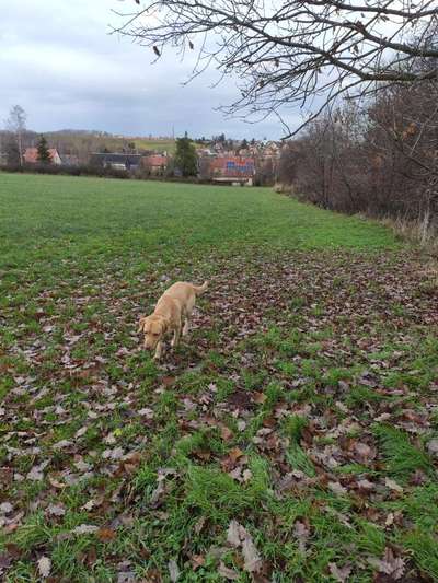 Hundeauslaufgebiet-Feld Possendorf-Bild