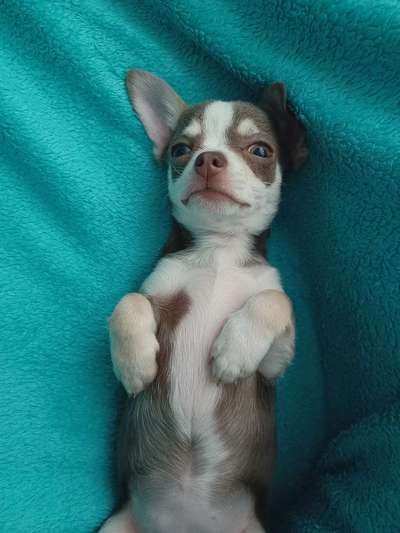 Dogorama Photo Challenge - Zeigt her eure Bäuche-Beitrag-Bild