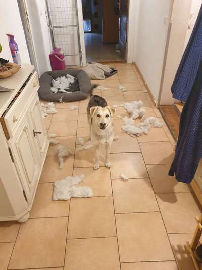 Auslandstierschutz-Beitrag-Bild