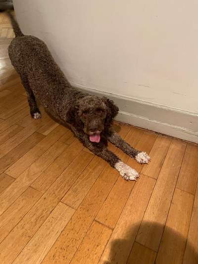 Lagotto Romagnolo Besitzer-Beitrag-Bild