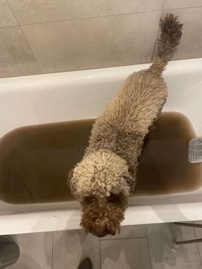 Lagotto Romagnolo Besitzer-Beitrag-Bild