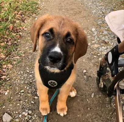 Welpen Bilder !-Beitrag-Bild