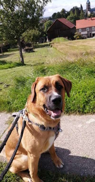 Germanischer Bärenhund-Beitrag-Bild