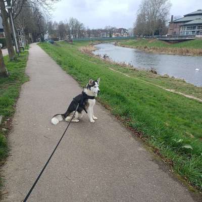 Hundetreffen-Einfache Gassi runden-Bild