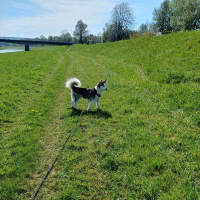 Hundetreffen-Einfache Gassi runden-Bild