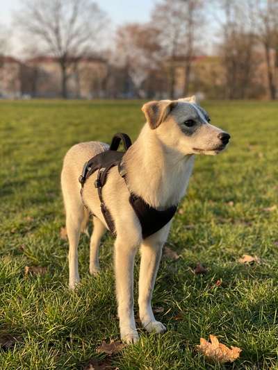 Meine Hündin aus Rumänien hat Angst vor Hunden.-Beitrag-Bild