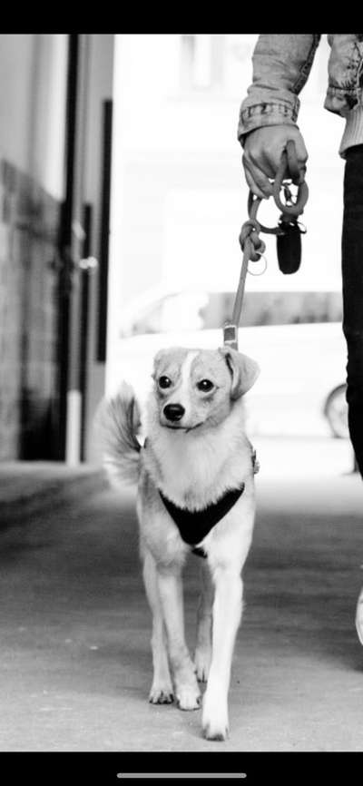 Welches Halsband bei schmalen Kopf?-Beitrag-Bild