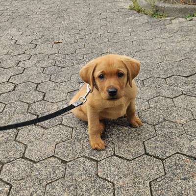 Hundetreffen-🐶 Spielkameraden für Welpe Nejla gesucht 🐶-Bild