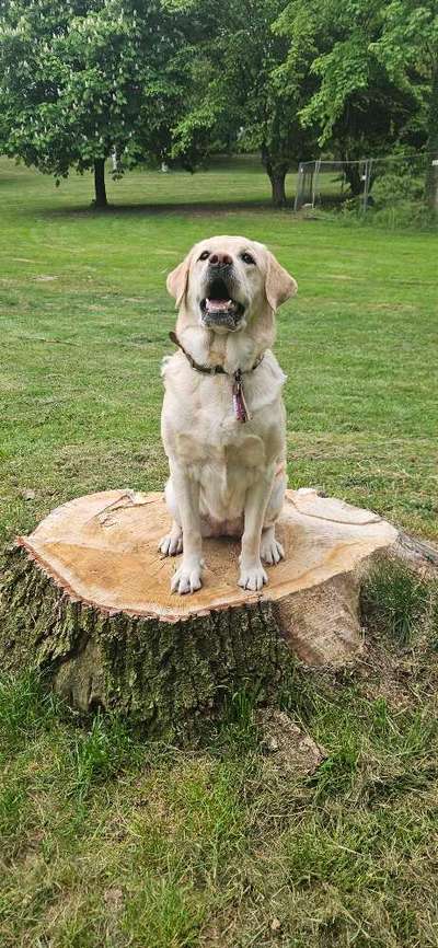 Hundetreffen-🐾 Treffen für Peaches gesucht 🐾-Bild