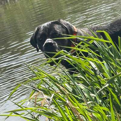 Hundetreffen-Gassi gehen+gemeinsame Ausflüge-Bild