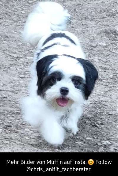 Mischlingshunde Foto Aufruf-Beitrag-Bild