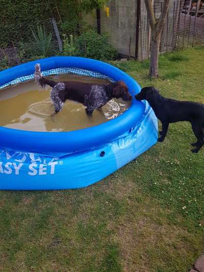 Dogorama-Monats-Challenge-Mai "Wasser"-Beitrag-Bild