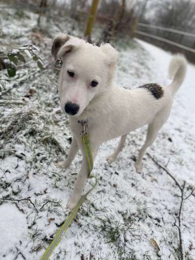 Mischlingshunde Foto Aufruf-Beitrag-Bild