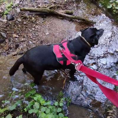 Hundetreffen-Spazieren Wandern im Thayanationalpark
