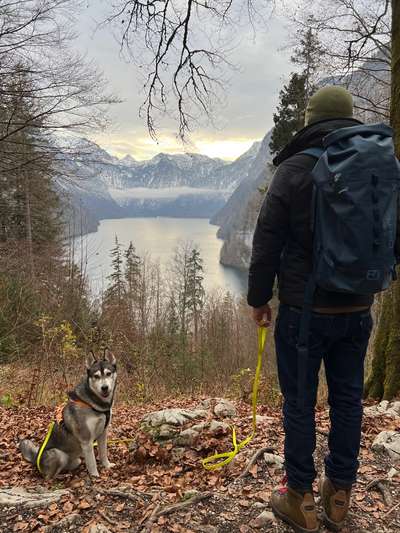 Hundetreffen-Mantrailing Partner*in gesucht-Bild