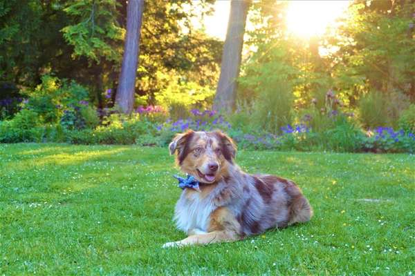 Die Dogorama Kalender Challenge 4/4-Beitrag-Bild