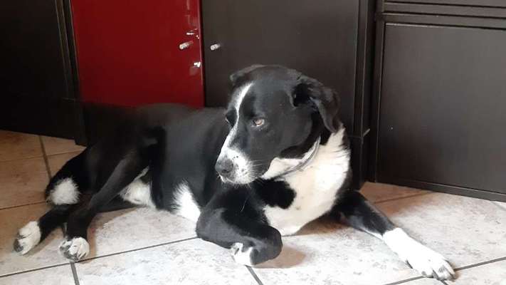 Wie "jung" haben sich eure Hunde gehalten ?-Beitrag-Bild