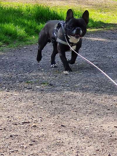 Wie heißt dein Hund?-Beitrag-Bild