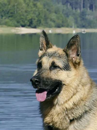 Wo sind die Osteuropäischen Schäferhunde-Beitrag-Bild