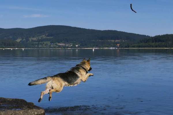 Wo sind die Osteuropäischen Schäferhunde-Beitrag-Bild