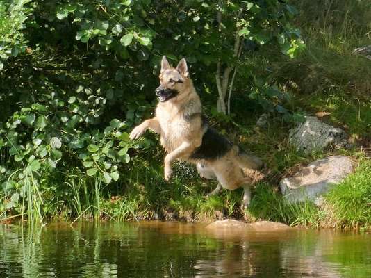 Deutsche Schäferhunde, Belgische Schäferhunde.-Beitrag-Bild