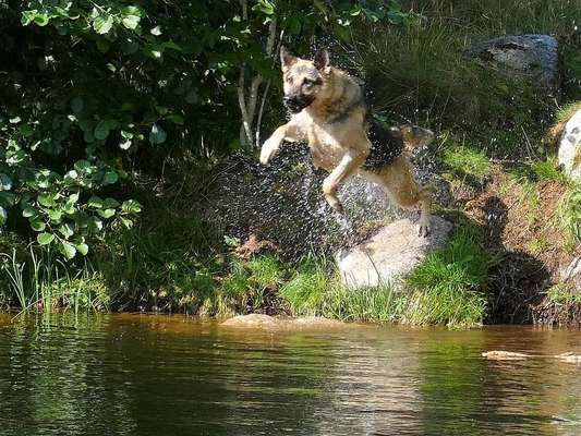 Schäferhund-Beitrag-Bild
