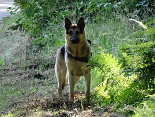 Schäferhund-Beitrag-Bild