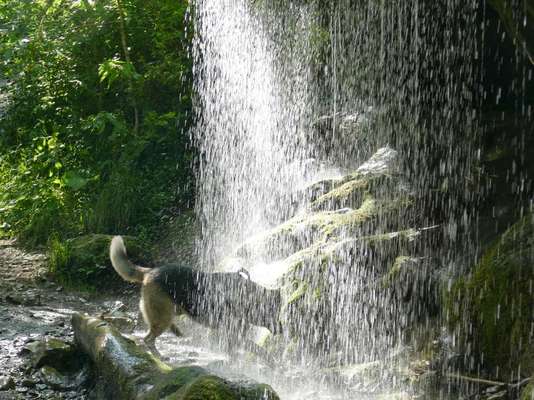 Schäferhund-Beitrag-Bild
