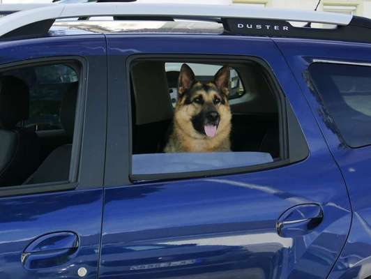 Wo sind die Osteuropäischen Schäferhunde-Beitrag-Bild