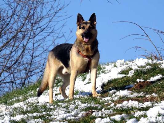 Schnee Foto-Beitrag-Bild