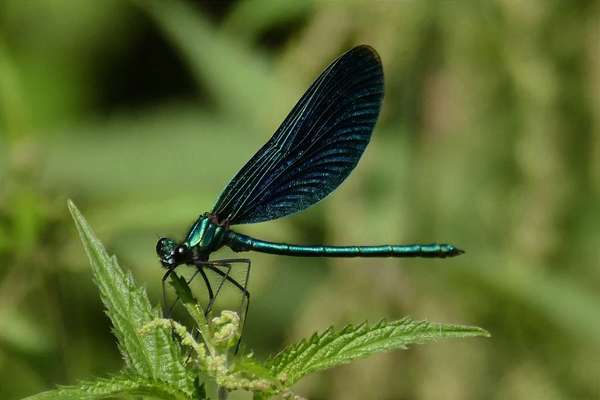 Die wunderschöne Welt mit Hund.-Beitrag-Bild